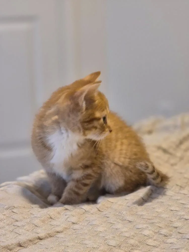 A baby medium-sized male Tabby (Orange / Red) Domestic Short Hair cat named Napoleon for adoption in Clinton Township, MI