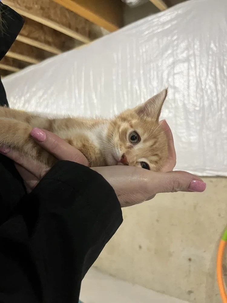 Napoleon thumbnail 2