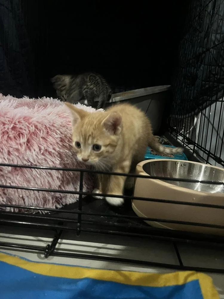 Napoleon thumbnail 3