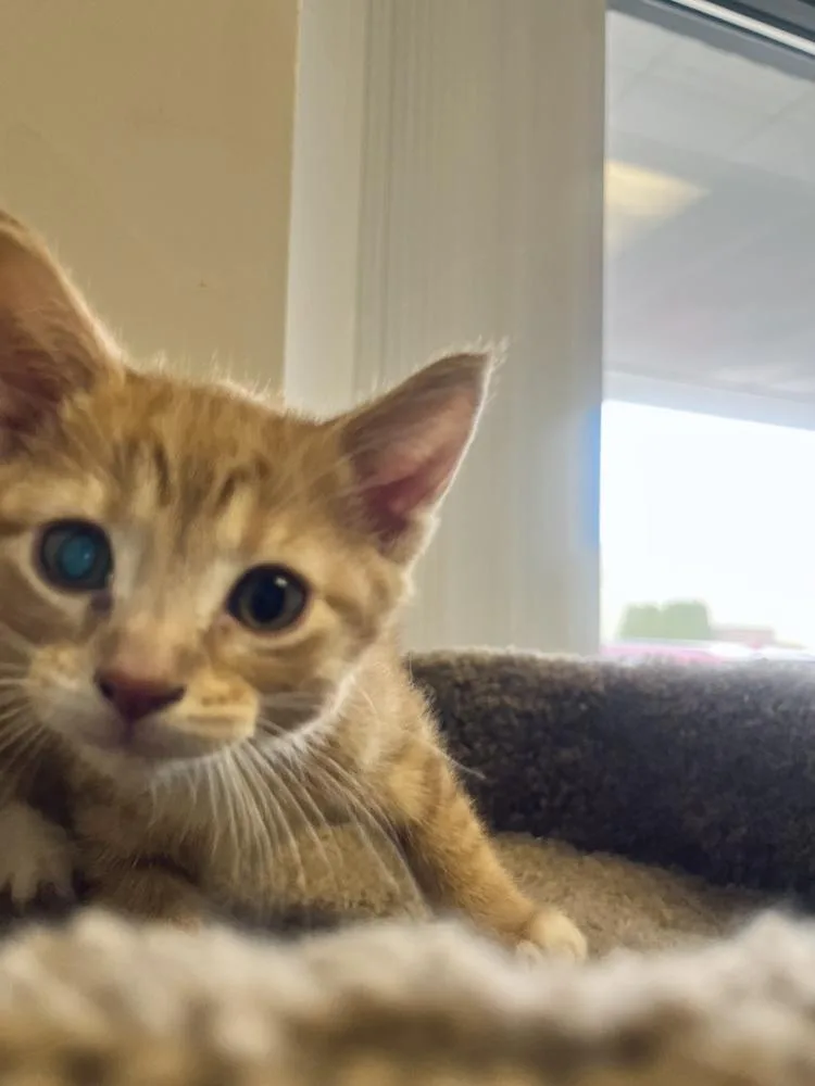 Napoleon thumbnail 4