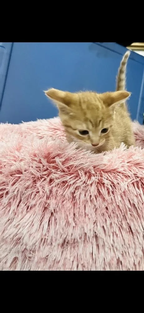 Napoleon thumbnail 5