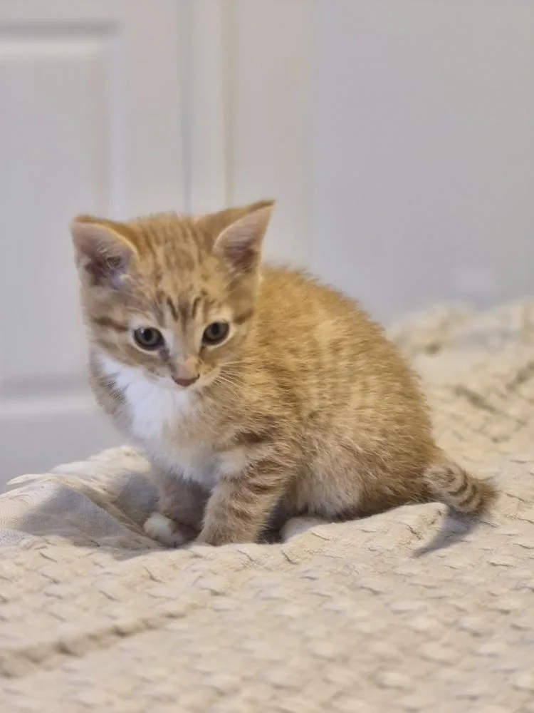 Napoleon thumbnail 6