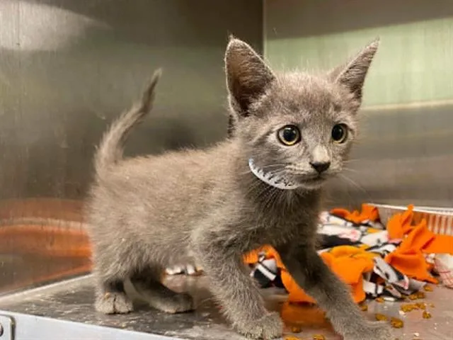 A baby small-sized male Domestic Short Hair cat named Gilliland for adoption in Tustin, CA