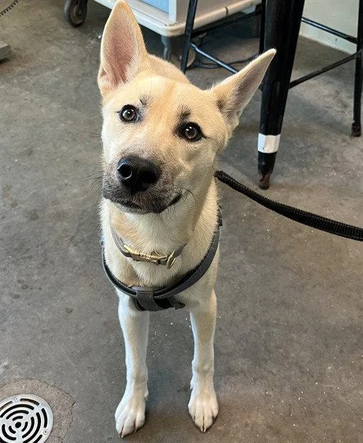 A young small-sized male German Shepherd Dog dog named Sully for adoption in Tavares, FL