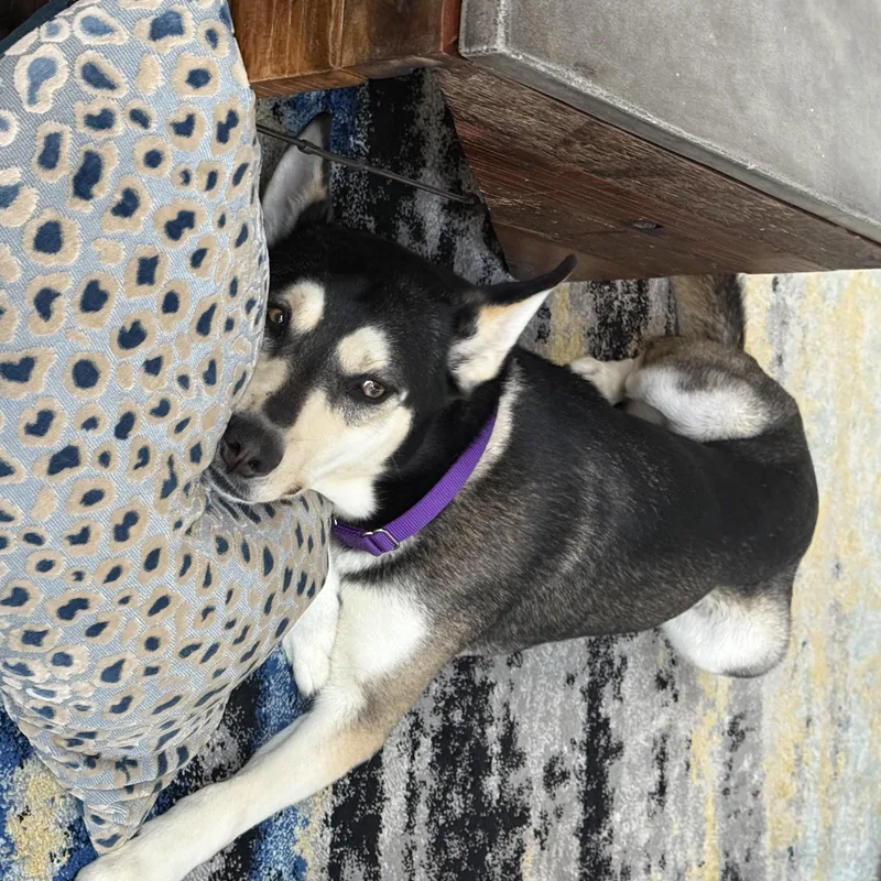 An adult medium-sized male Husky dog named Juneau for adoption in Houston, TX