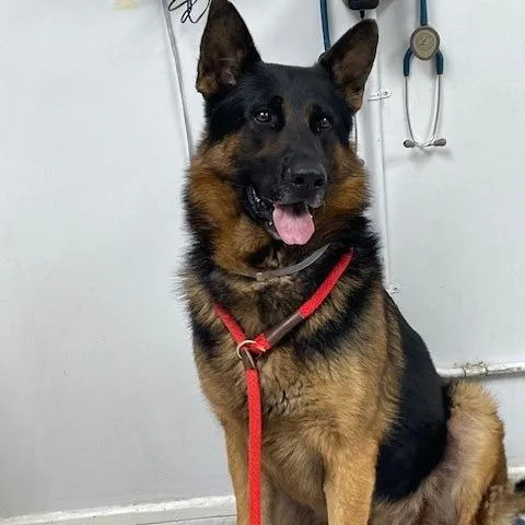 An adult large-sized male Black German Shepherd Dog dog named Amos for adoption in Long Beach, CA