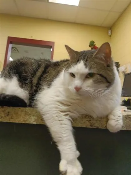 An adult large-sized female Domestic Short Hair cat named Gus for adoption in Independence, MO