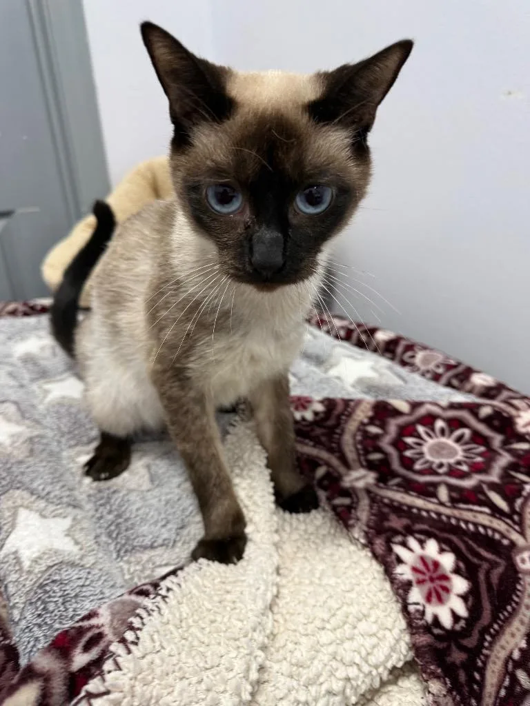 A young small-sized female Siamese cat named Jasmine for adoption in Saint Francisville, LA