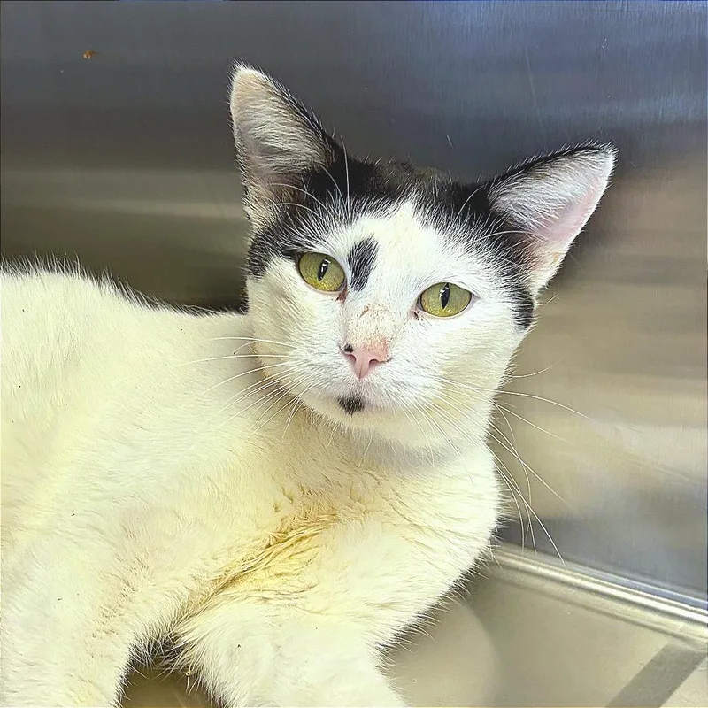 An adult small-sized male Domestic Short Hair cat named Hubert for adoption in Hannibal, MO