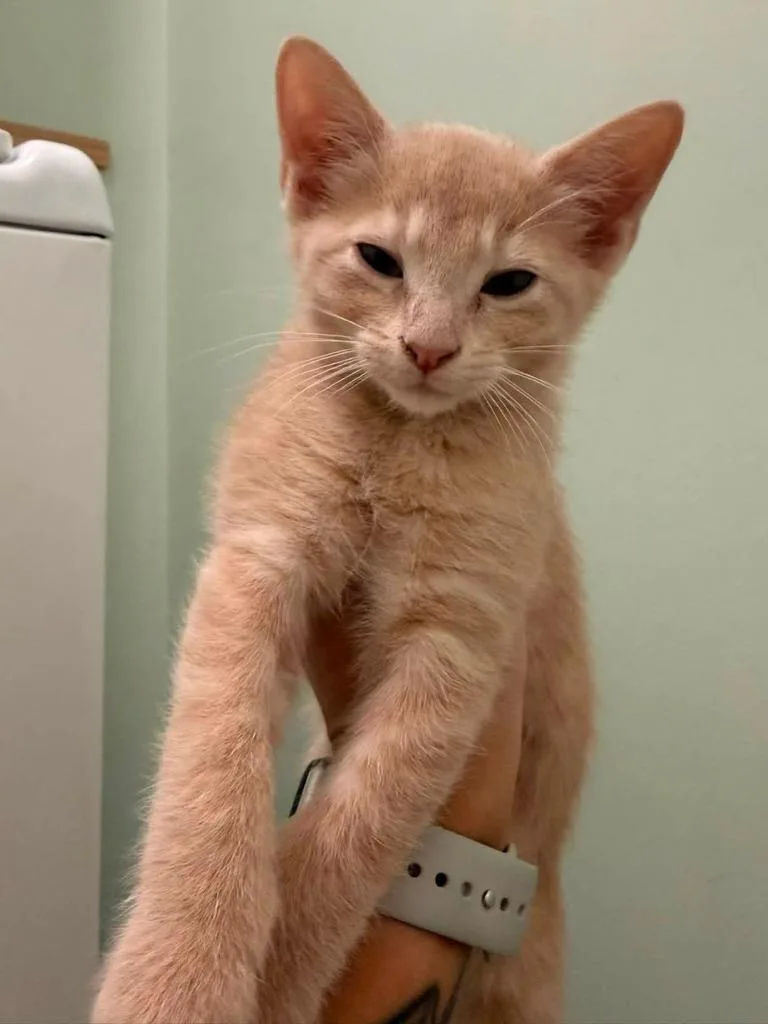 A baby small-sized male Domestic Short Hair cat named Palomino for adoption in Magnolia, TX