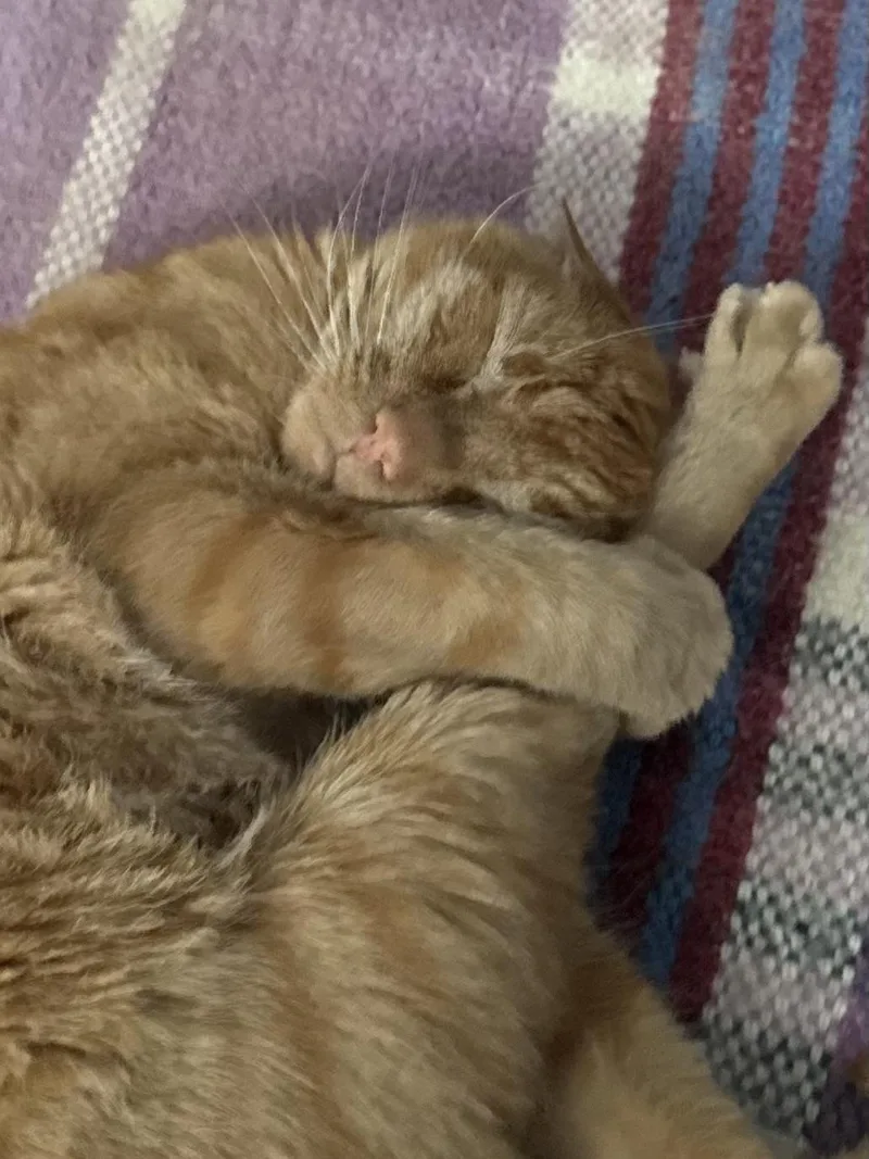 An adult large-sized female Orange / Red Domestic Short Hair cat named Deke for adoption in Lincoln Park, NJ
