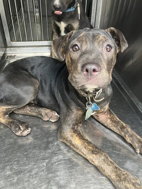 A baby large-sized female Mixed Breed dog named Snowball for adoption in Dallas, TX