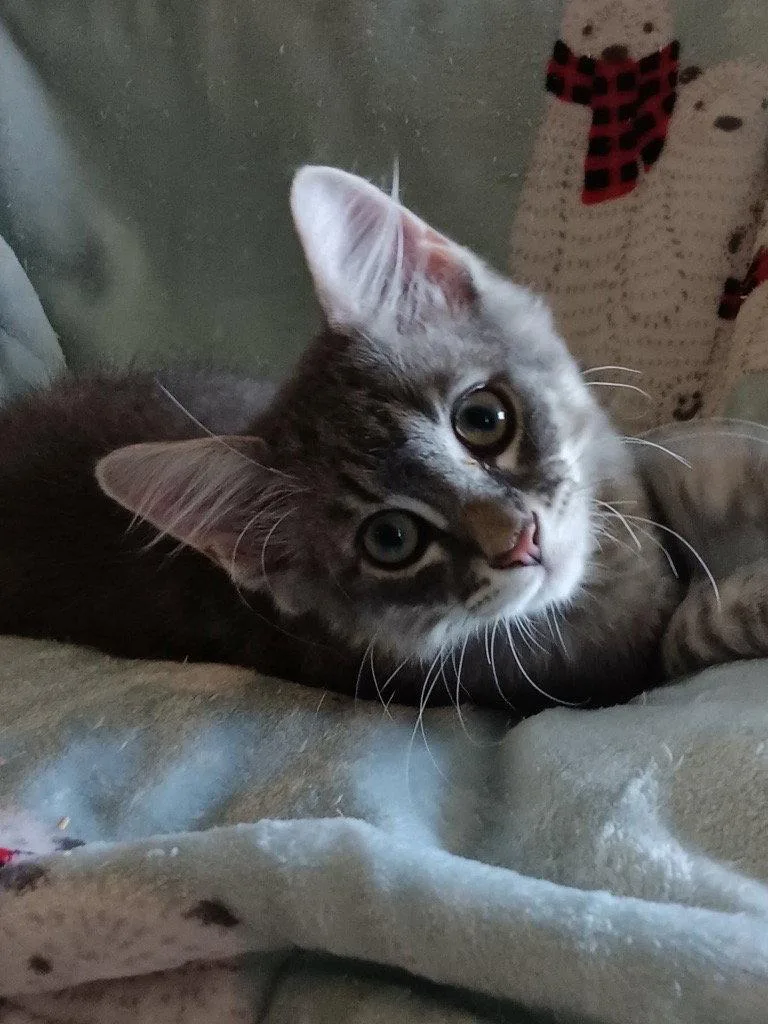 Poppy