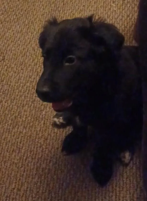 A baby large-sized male Black Newfoundland Dog dog named Jupiter for adoption in Georgetown, OH