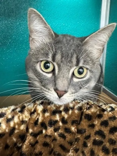 An adult medium-sized male Domestic Short Hair cat named Mini for adoption in Naples, FL