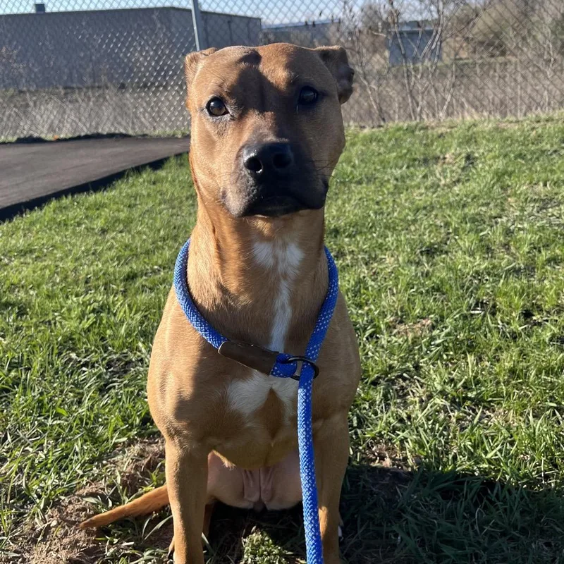 A young medium-sized female Brown / Chocolate Pit Bull Terrier dog named Daphne for adoption in Bristol, IN