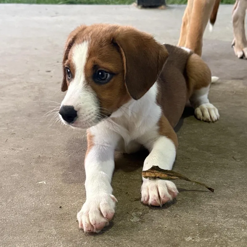 A baby medium-sized female Brown / Chocolate Catahoula Leopard Dog dog named Blair for adoption in Baton Rouge, LA