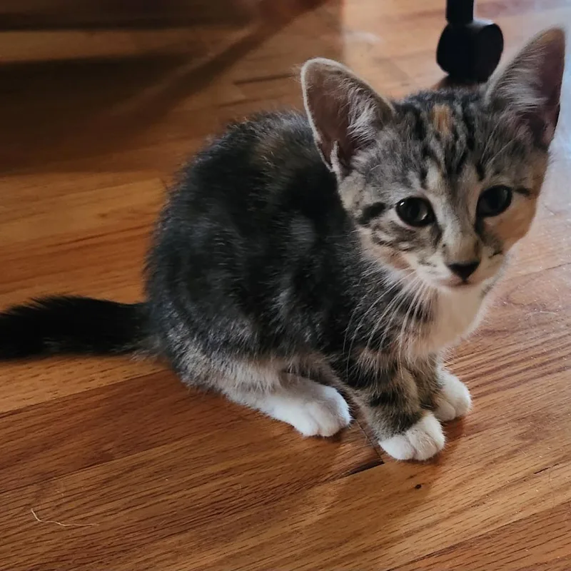 A young medium-sized female Calico Domestic Short Hair cat named Butterhead for adoption in Evanston, IL