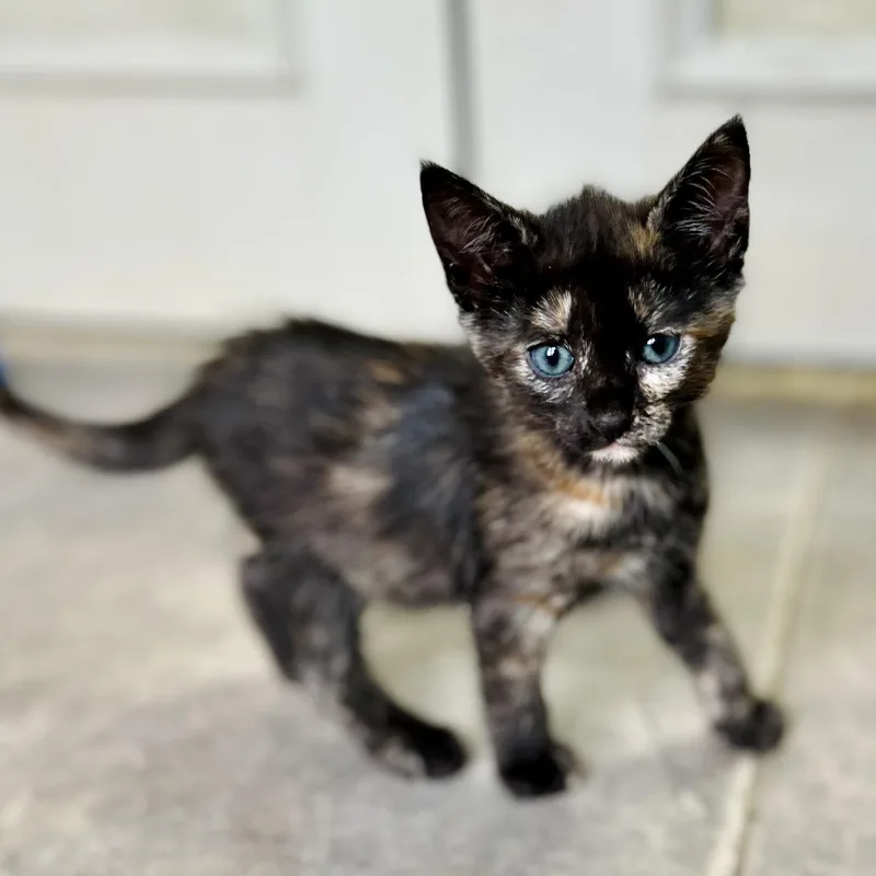 A baby small-sized female Tortoiseshell American Shorthair cat named Soleil for adoption in Seguin, TX