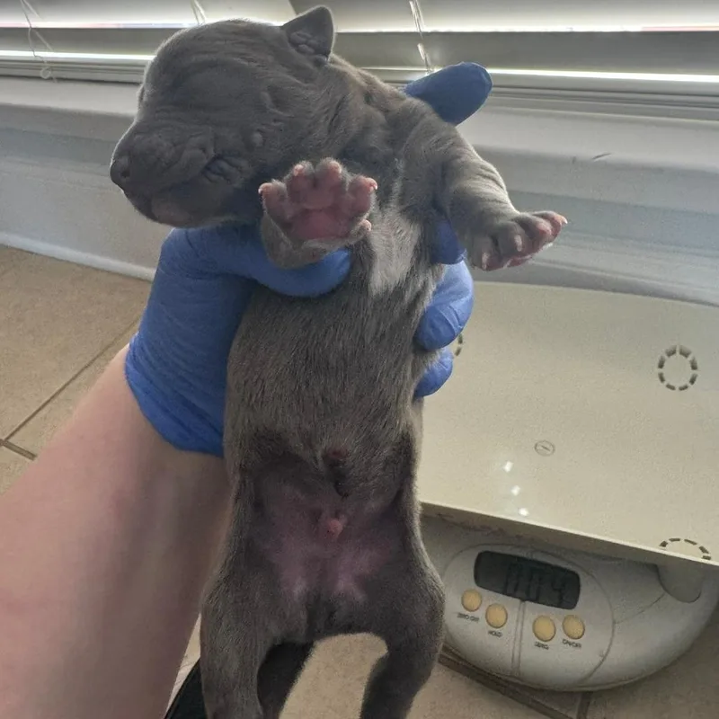 A baby small-sized male Gray / Blue / Silver Mixed Breed dog named Wesker for adoption in Columbus, GA