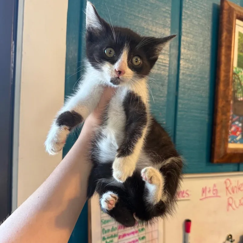 A baby small-sized male Black Domestic Short Hair cat named Camp for adoption in New York, NY