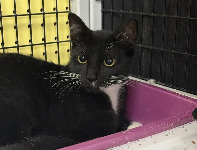 An adult medium-sized female Black & White / Tuxedo Domestic Short Hair cat named Penny for adoption in Orlando, FL