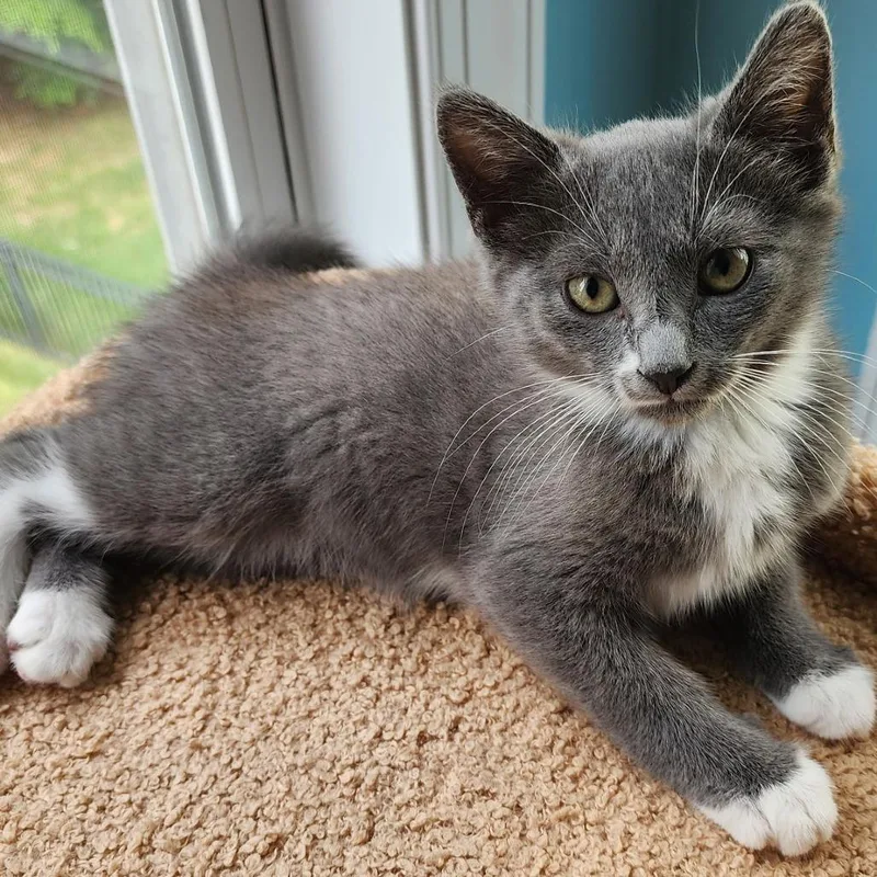 A baby small-sized female Gray / Blue / Silver Domestic Short Hair cat named Mitzie McMittens for adoption in Durham, NC