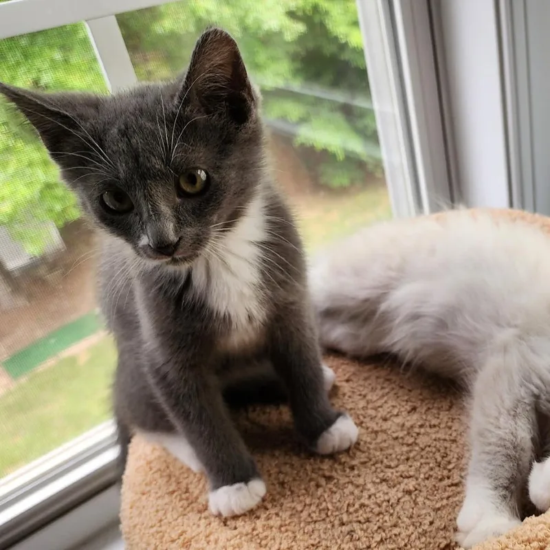 Mitzie McMittens thumbnail 4