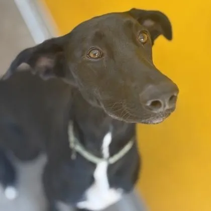 A baby medium-sized female Black Mixed Breed dog named Thelma for adoption in Fernandina Beach, FL