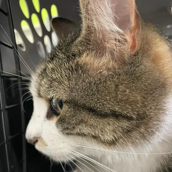 An adult medium-sized male Domestic Short Hair cat named Tyler for adoption in Des Moines, IA