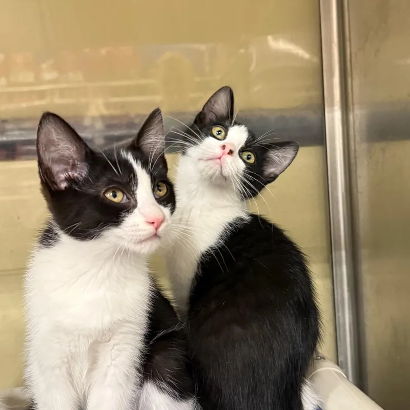 A baby small-sized female Black Domestic Short Hair cat named Maisey for adoption in Spokane, WA