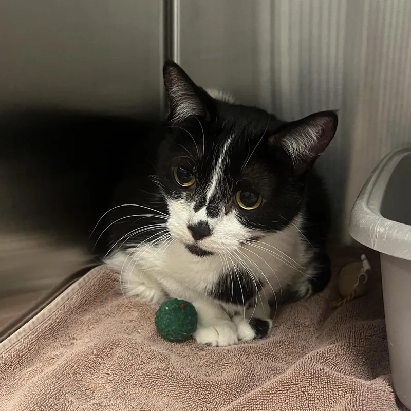 An adult medium-sized female Black Domestic Short Hair cat named Thistle for adoption in Hinsdale, IL