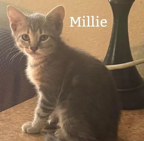 A baby medium-sized female Tabby cat named Millie for adoption in San Antonio, TX