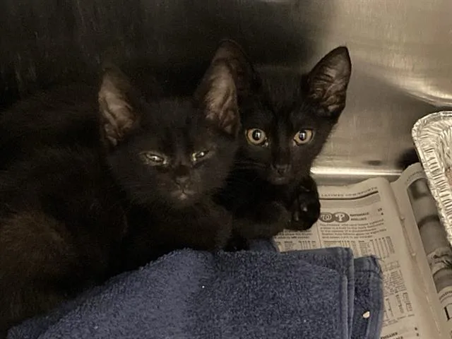 A baby medium-sized male Domestic Short Hair cat named Panther for adoption in Tustin, CA