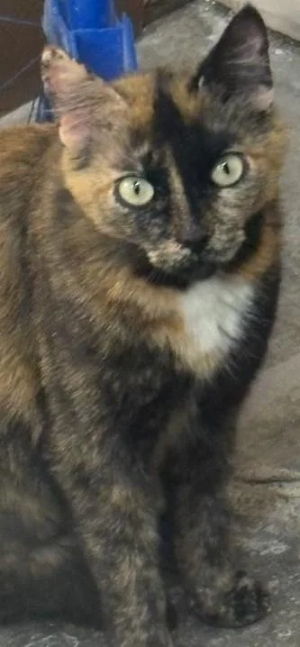 An adult large-sized female Calico cat named Sweetie for adoption in Prescott, AZ