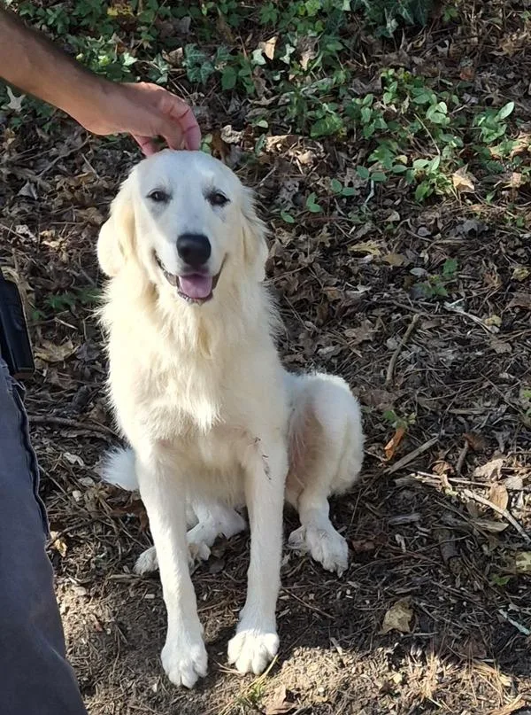 A young large-sized female Great Pyrenees dog named Pen Ic for adoption in Lawrenceville, GA