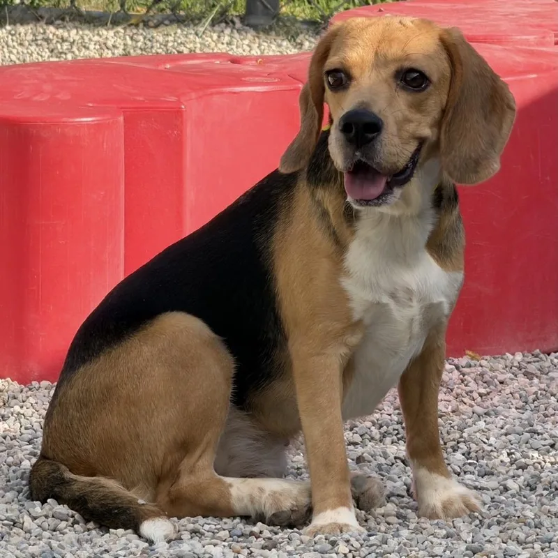 An adult medium-sized female Black Beagle dog named Jenna for adoption in Waukesha, WI
