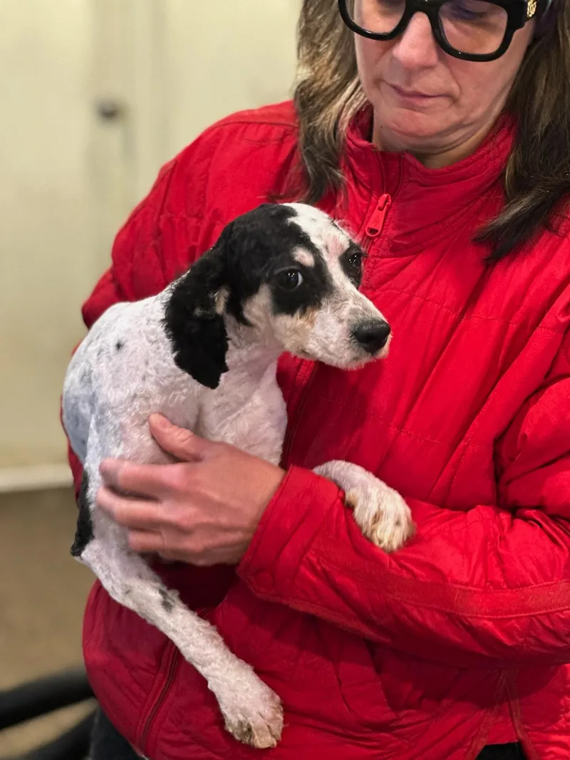 A young small-sized female Labradoodle dog named Pixie for adoption in Chester Springs, PA