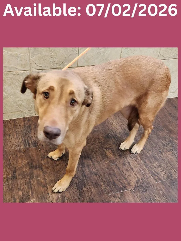 An adult medium-sized female Labrador Retriever dog named Dog Kennel  Brandy for adoption in Greenville, TX