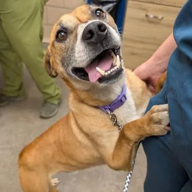 An adult medium-sized male Yellow / Tan / Blond / Fawn Hound dog named Diego for adoption in Renfrew, PA