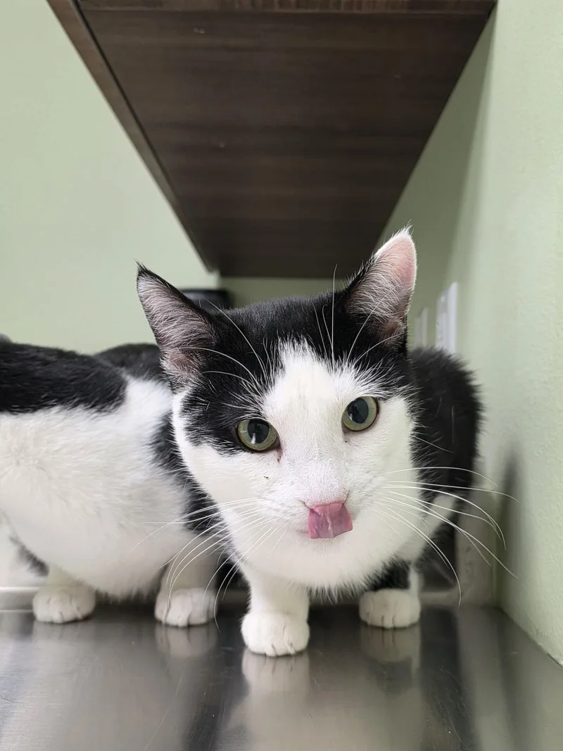 A young medium-sized male Black & White / Tuxedo Domestic Short Hair cat named Ron for adoption in Laramie, WY