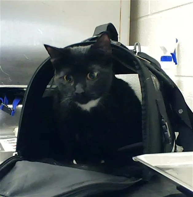 A young small-sized male Domestic Short Hair cat named Roscoe for adoption in Fayetteville, NC