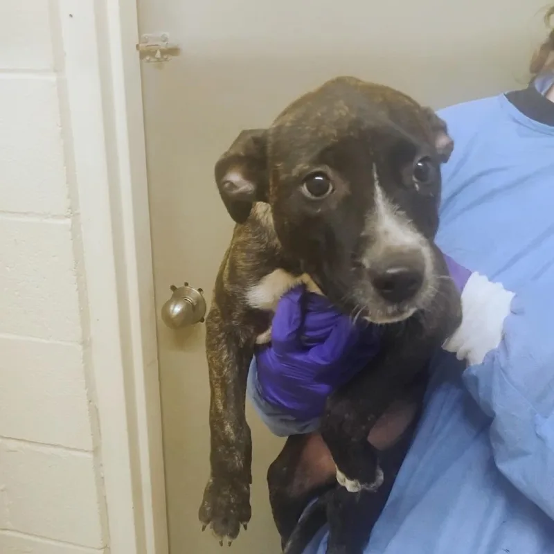 A baby small-sized female Brindle Mixed Breed dog named Carmen for adoption in Duncan, OK