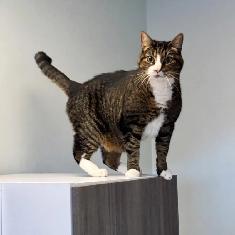 An adult large-sized male White Domestic Short Hair cat named Moose for adoption in Syosset, NY