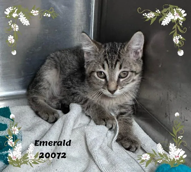 A baby small-sized female Tabby (Gray / Blue / Silver) Domestic Long Hair cat named Emerald for adoption in Marietta, GA