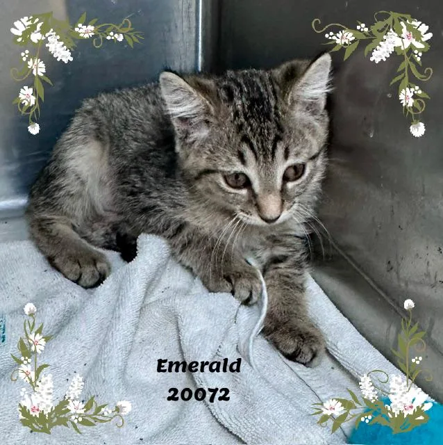 Emerald thumbnail 2