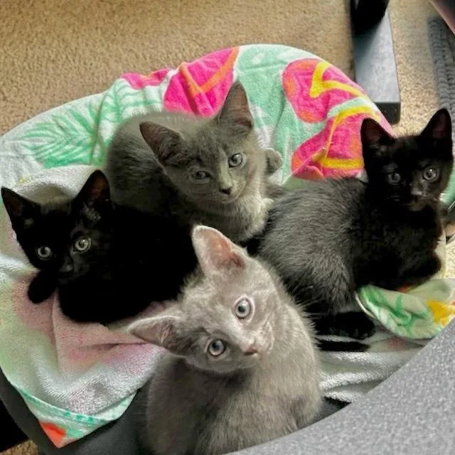 A baby small-sized male Domestic Short Hair cat named Churro for adoption in Chicago, IL