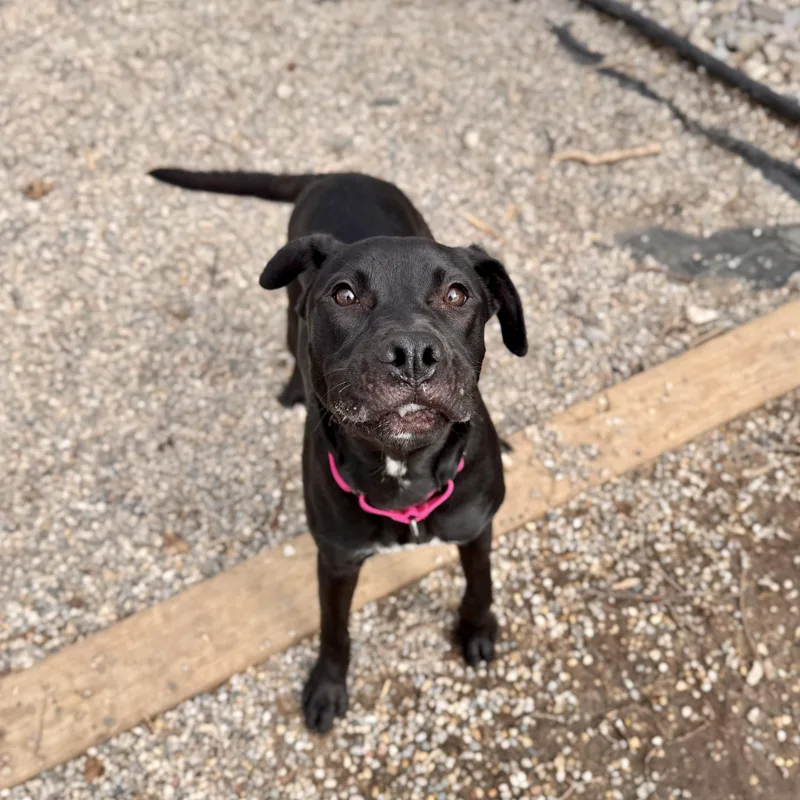 Stella Rose thumbnail 2