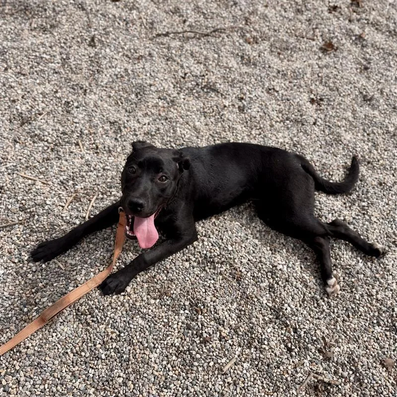 Stella Rose thumbnail 3