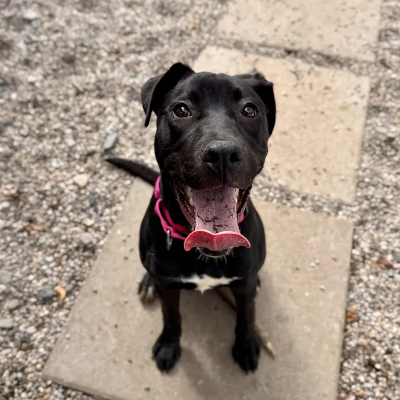 Stella Rose thumbnail 4